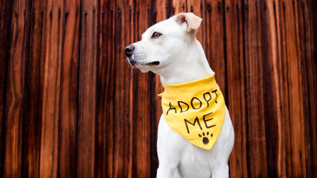 Authorities in Monroe County celebrated the happy outcome of their first ever animal adoption event as dogs and cats went home with their new families over the weekend.