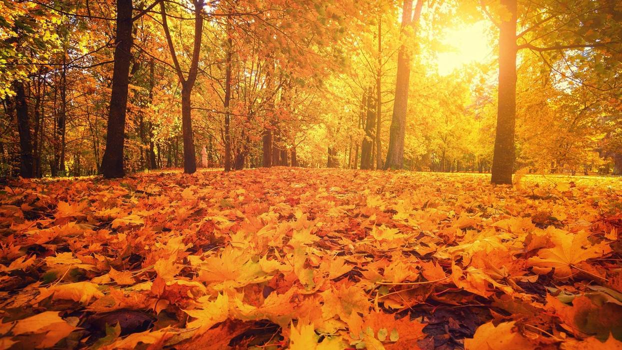 Autumn park. Autumn forest sunrise