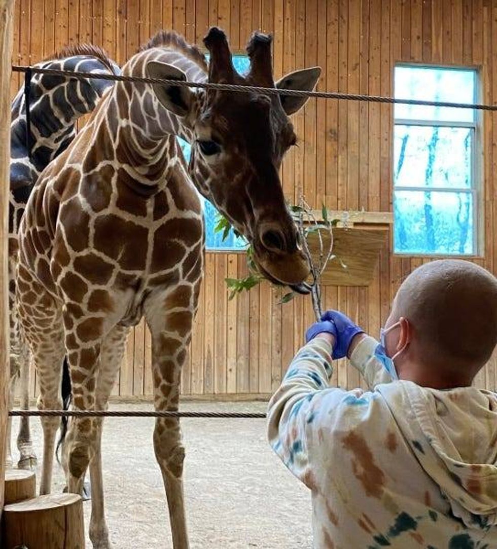 Ava feeds a giraffe in an indoor enclosure during an outing to the Detroit zoo.