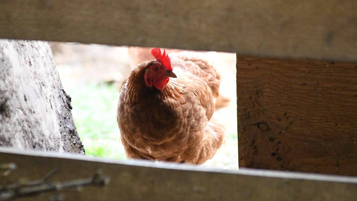Avian Flu Conspiracy Theories