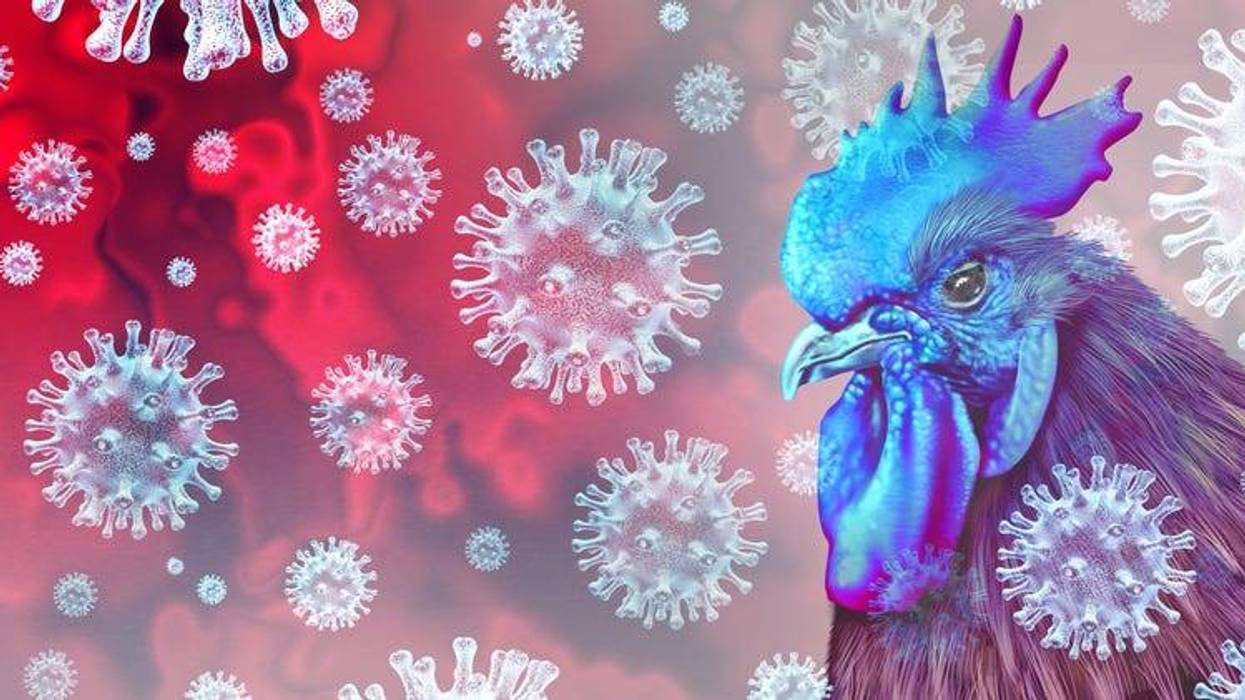 Avian Flu