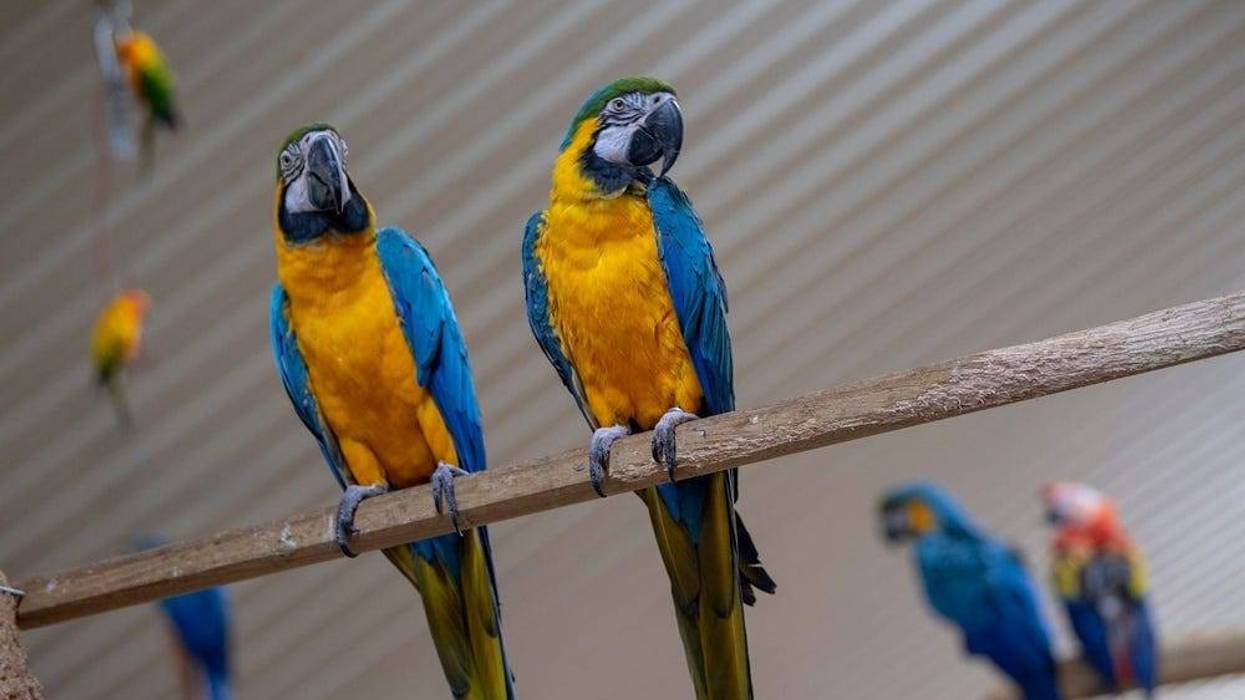 aviary