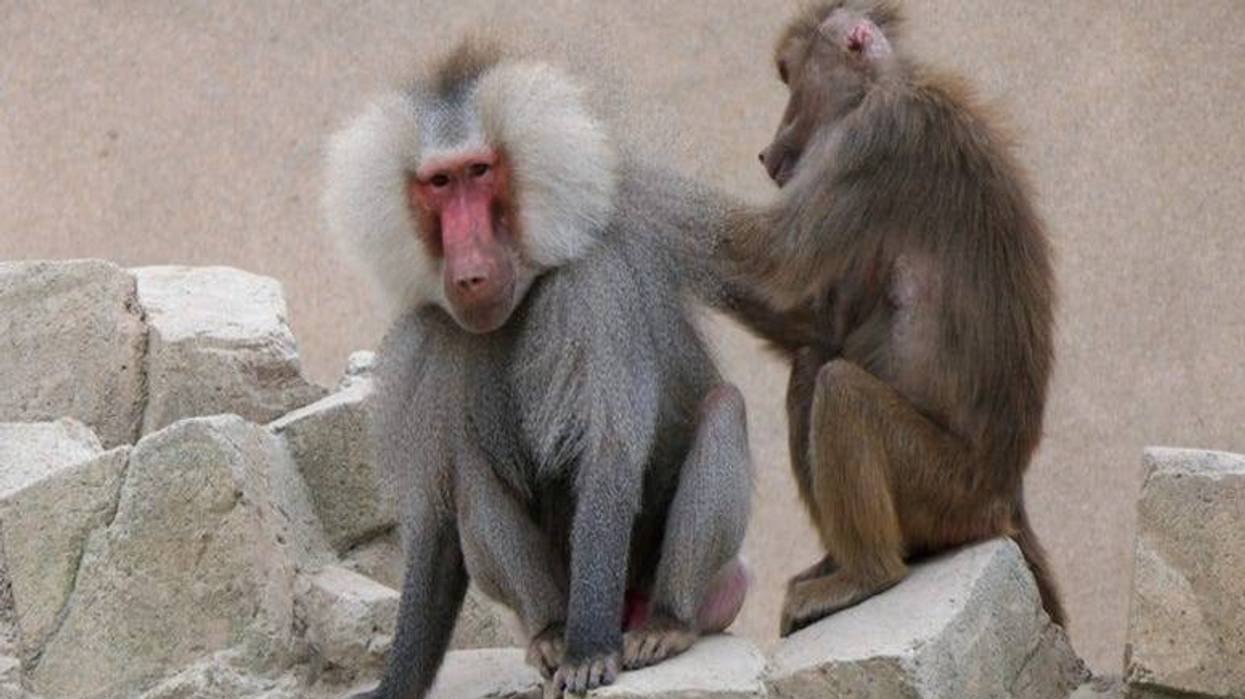 Baboons