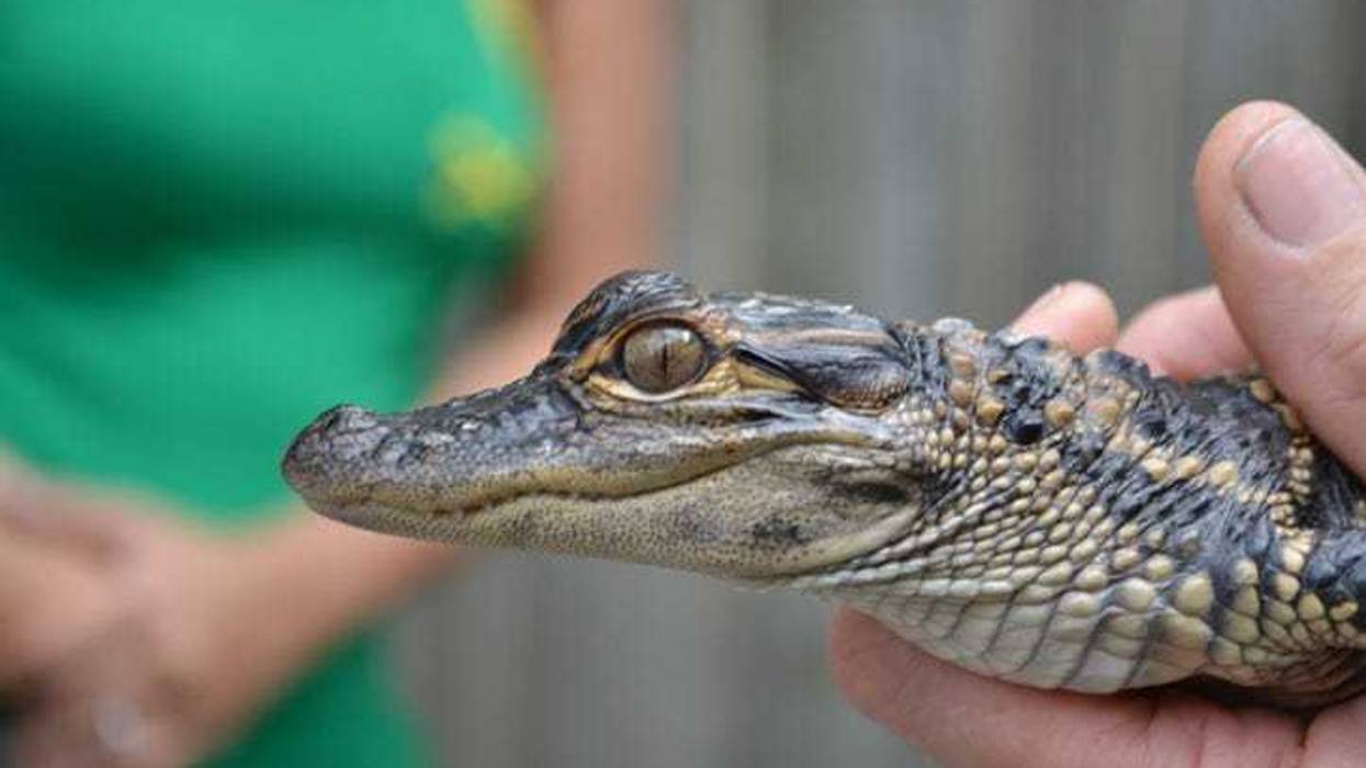 baby alligator