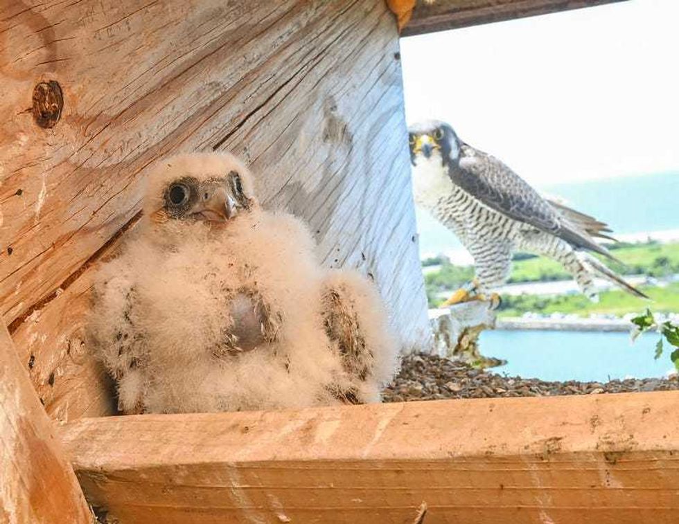 Baby and mama falcon