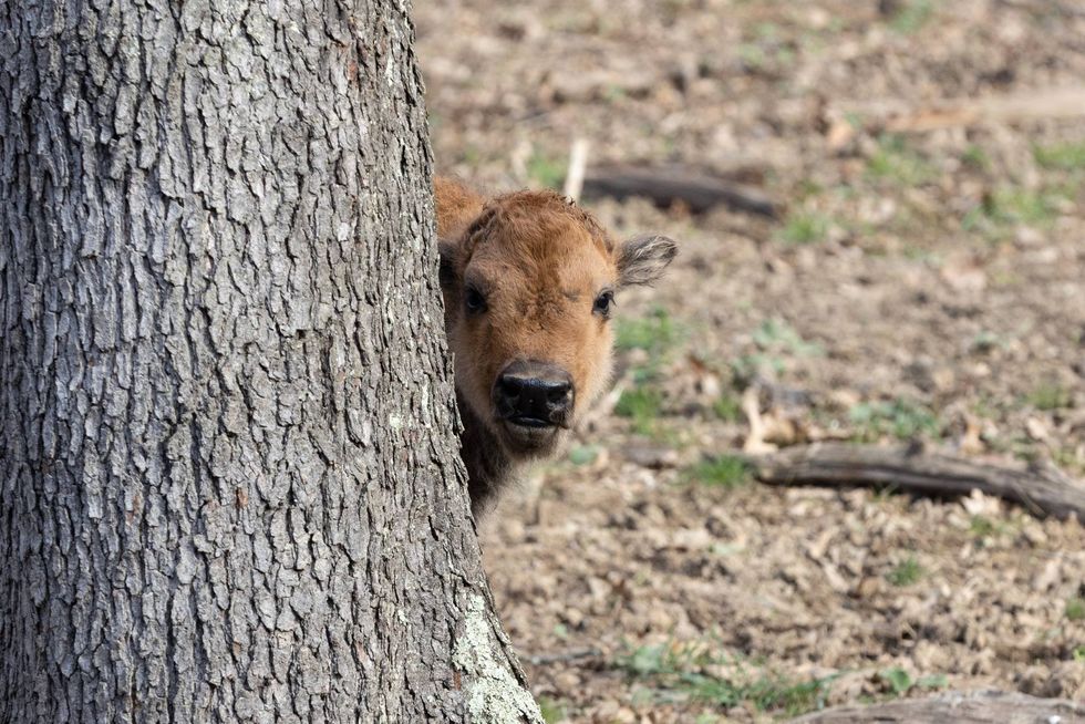 Baby Buffalo at South Park