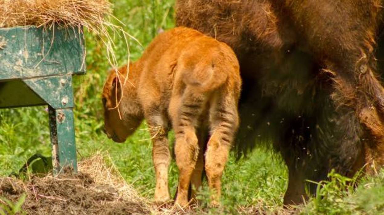 South Park Buffalo Preserve mourns sudden loss of calf