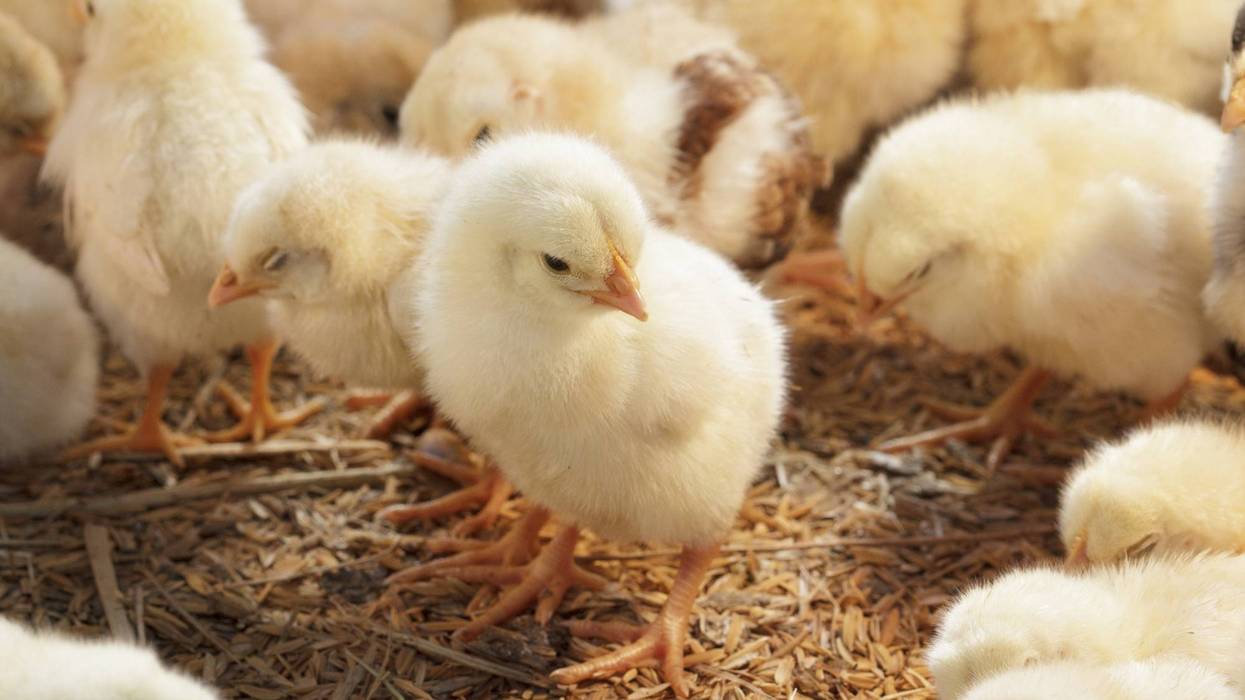 Baby chicken in poultry farm - stock photo