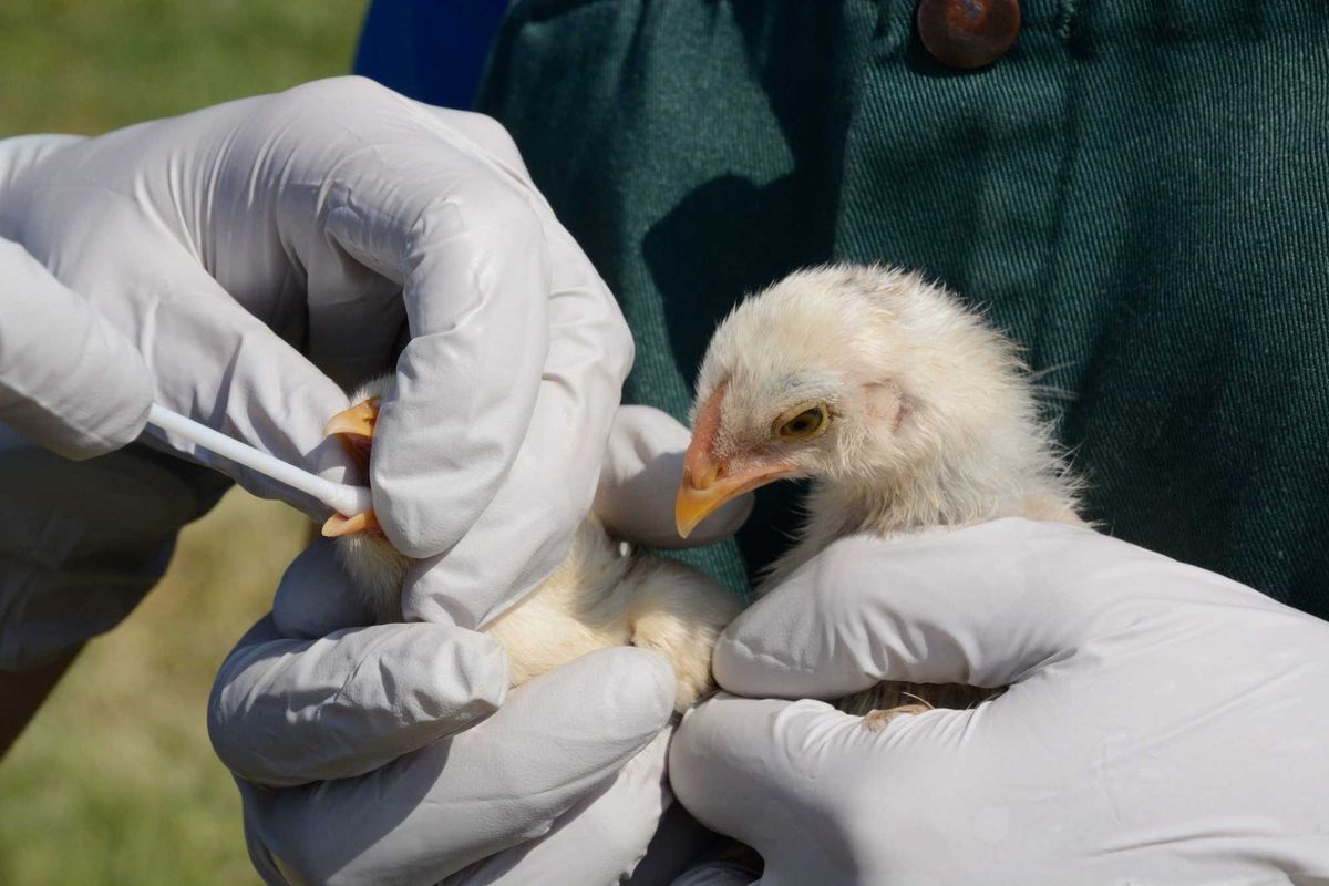 Baby chicks being tested for avian flu.