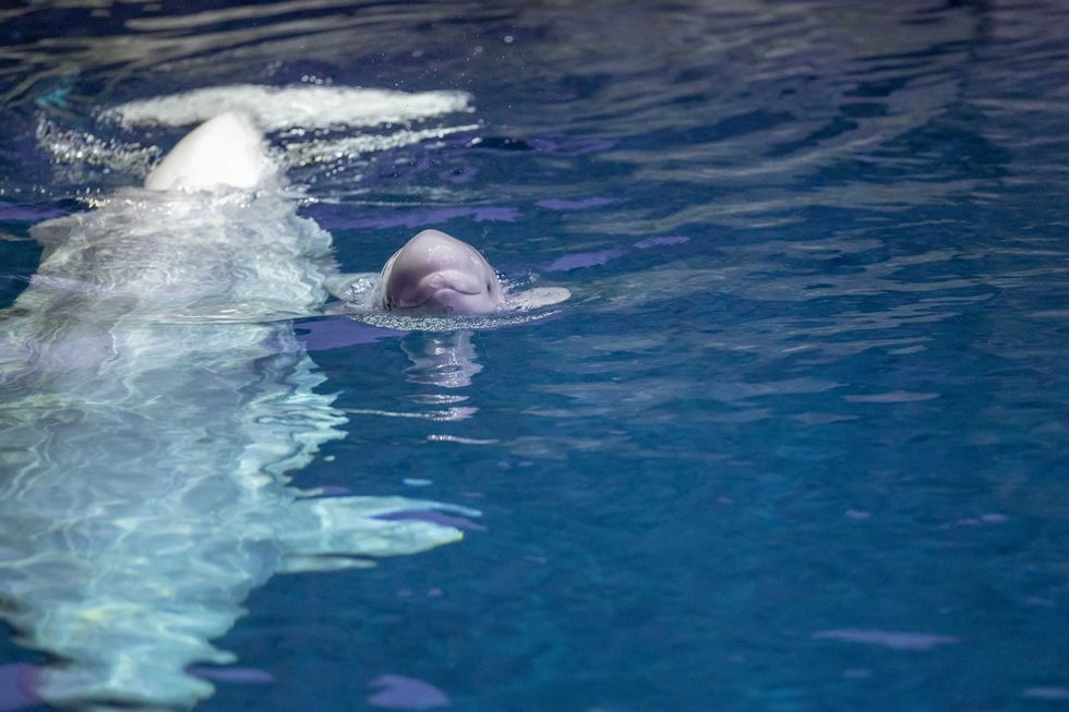 Baby comes up for air