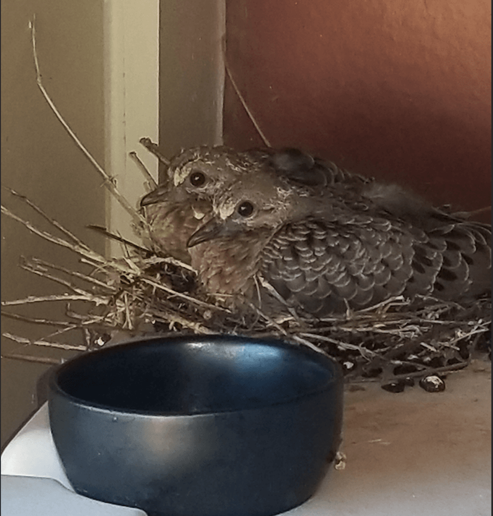 Baby dove