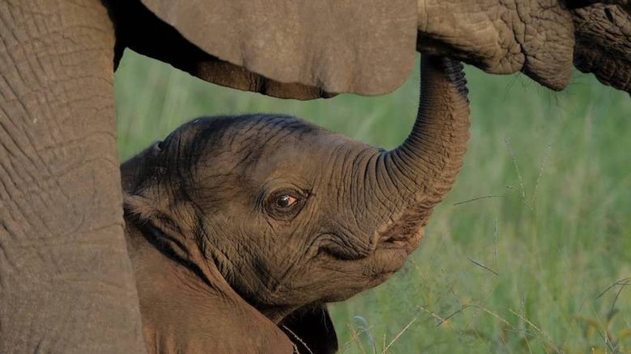 Dallas Zoo reveals birth of baby African elephant