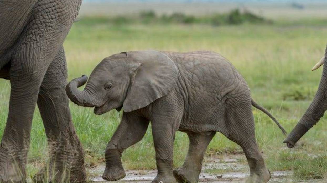 Baby_Elephant