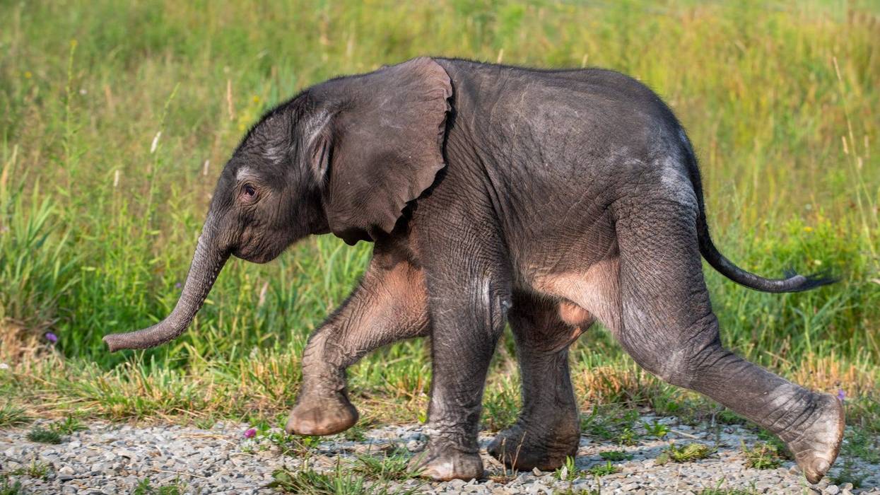 baby elephant
