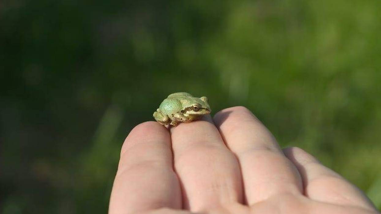 Baby Frog, Tree Frog, Hand