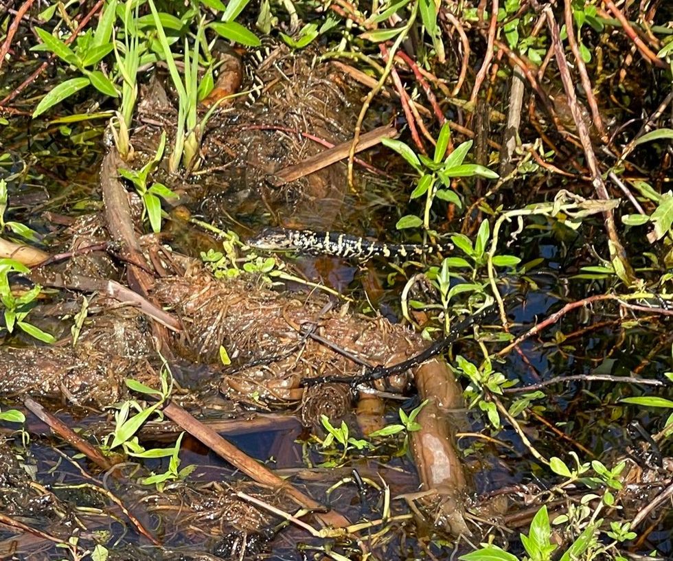 Baby Gator Nest