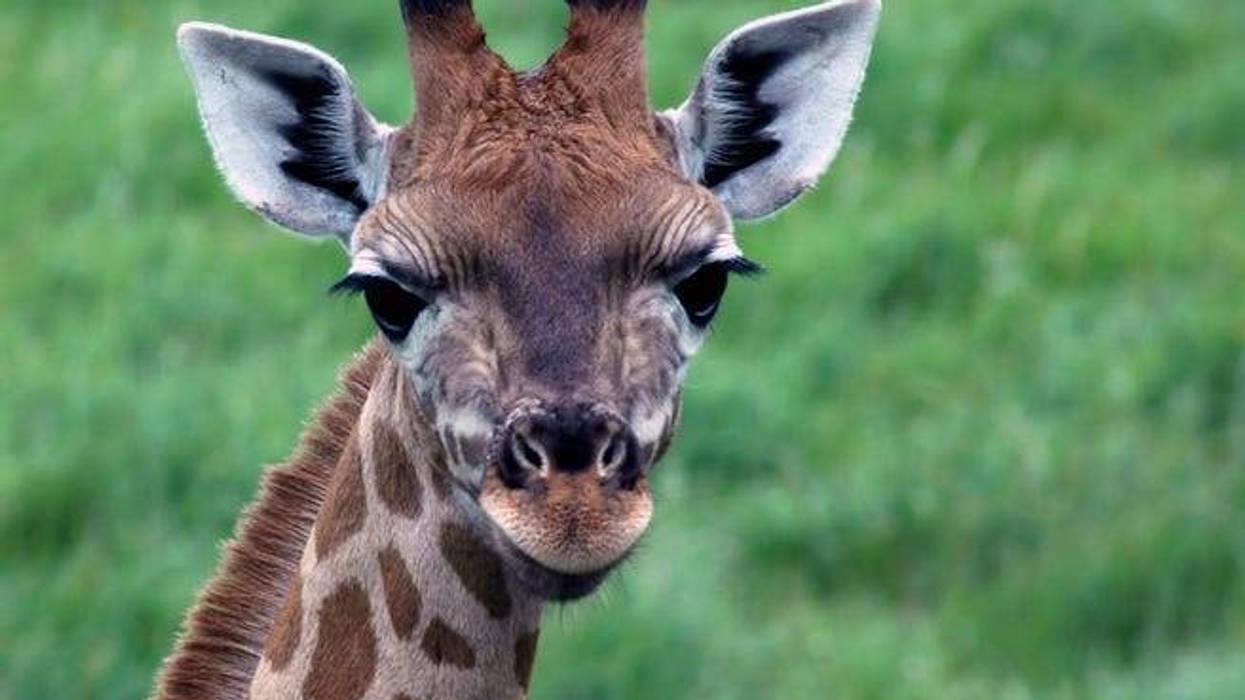 Baby Giraffe - File Photo