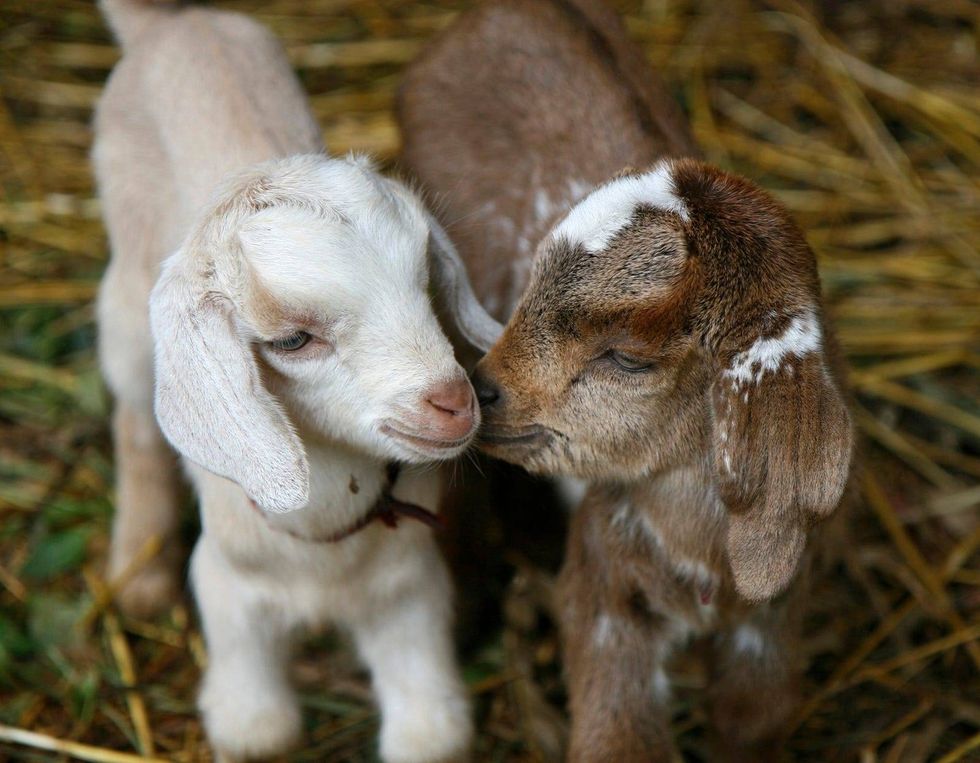 Baby goats
