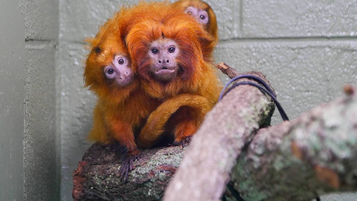 Baby golden lion tamarins make Audubon Zoo debut