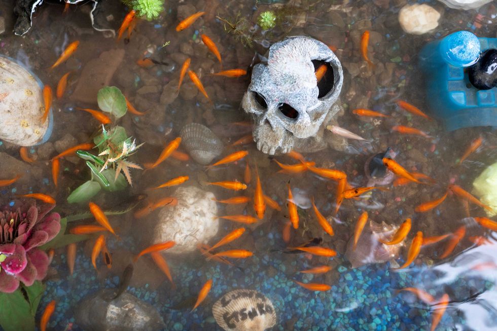 Baby goldfish swim in a sidewalk puddle created by a leaking fire hydrant that community members have named the Bed-Stuy Aquarium, August 31, 2024, in the Bedford Stuyvesant neighborhood of Brooklyn, New York City, New York.