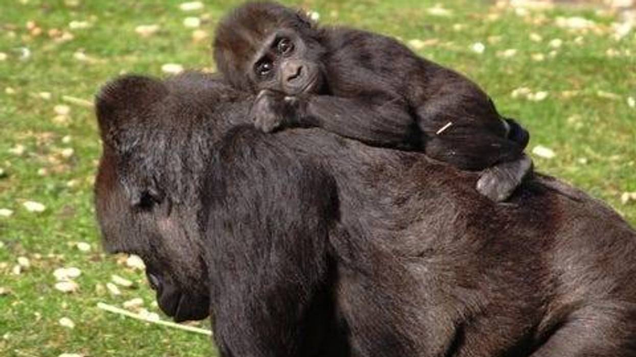 Baby Gorilla & Momma