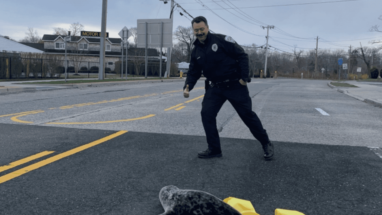 Baby harbor seal and police officer