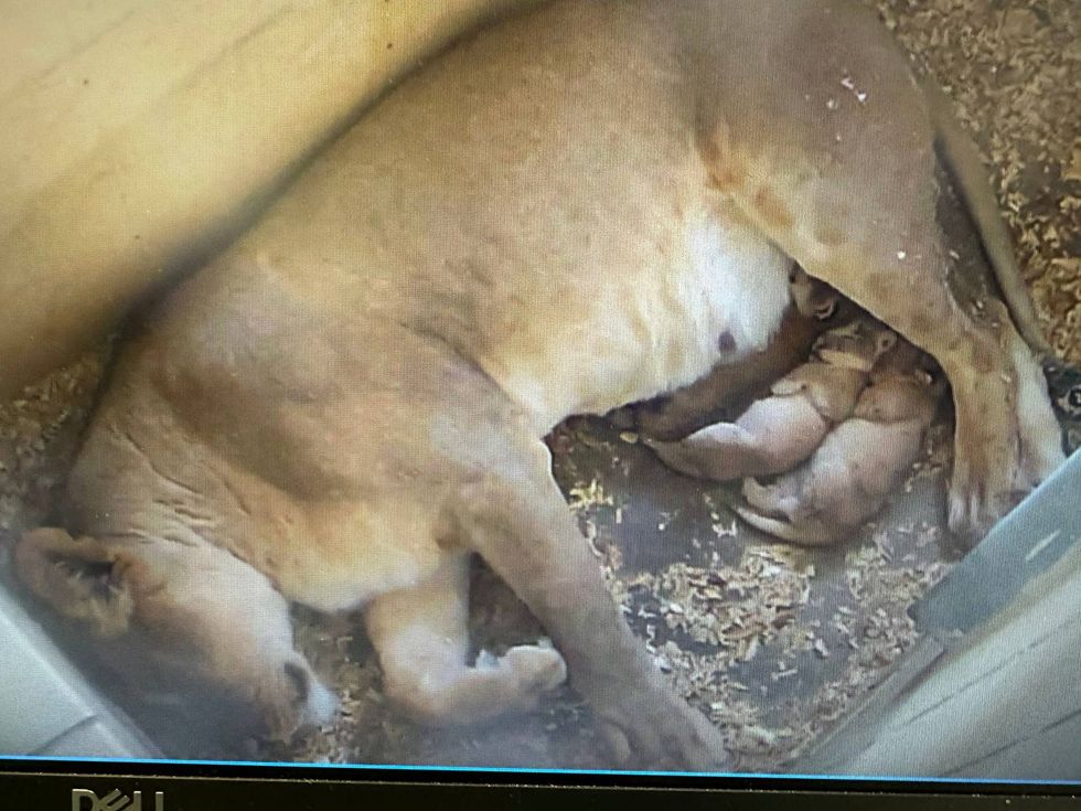 baby lions and mom