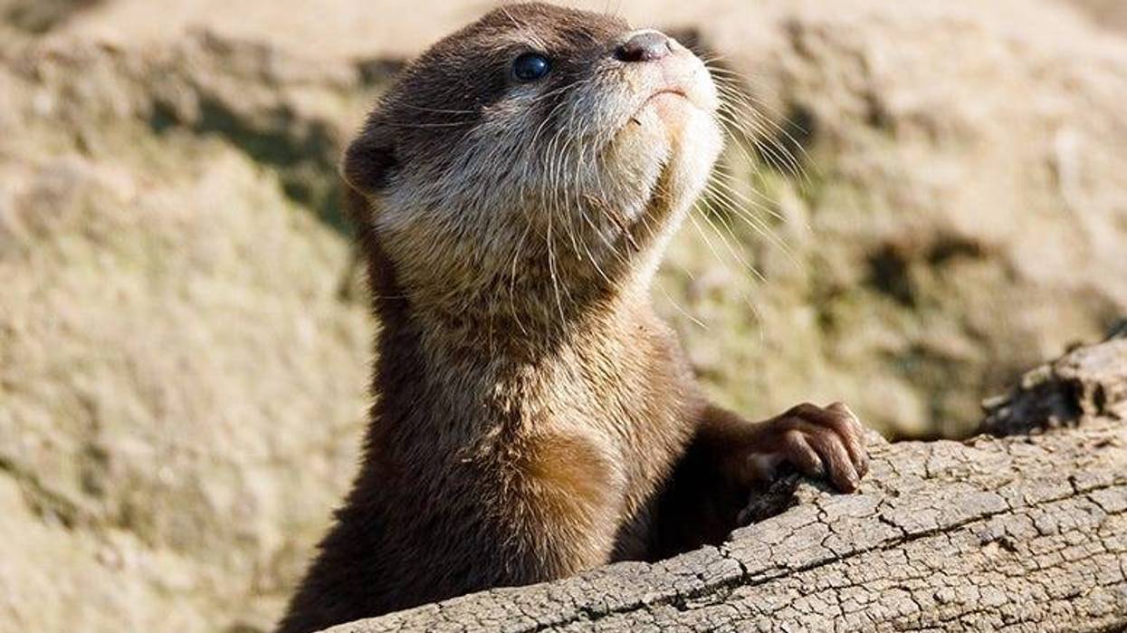 baby otter