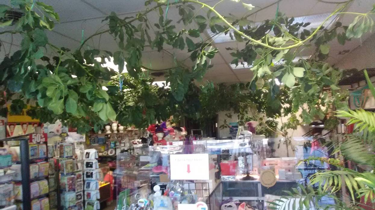 "Baby" the plant inside The Product Shop