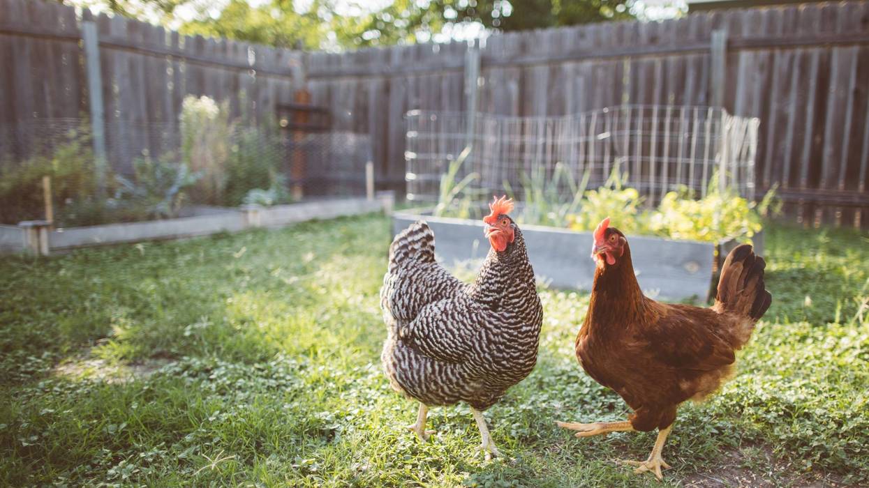 Backyard chickens