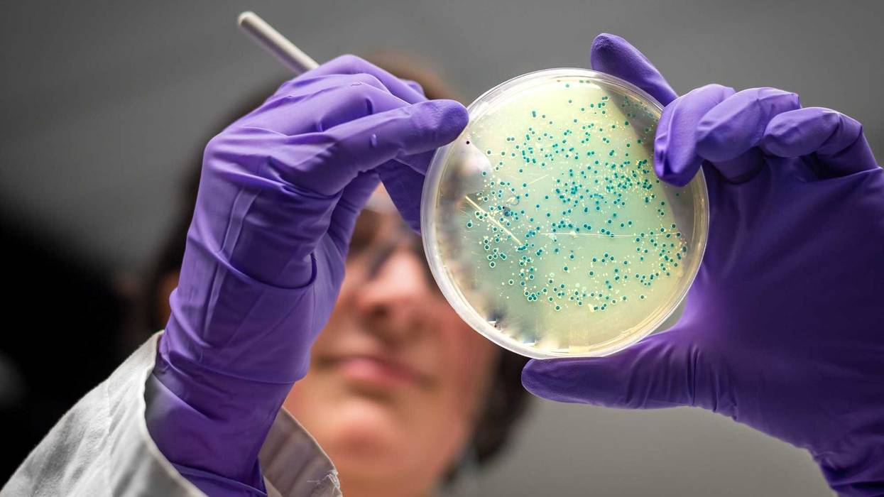 Bacterial culture plate examination by a female researcher in microbiology laboratory