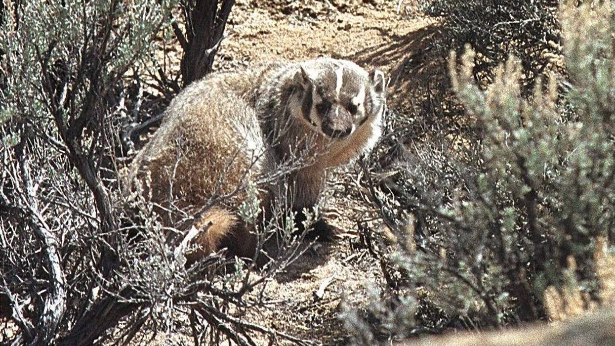 badger