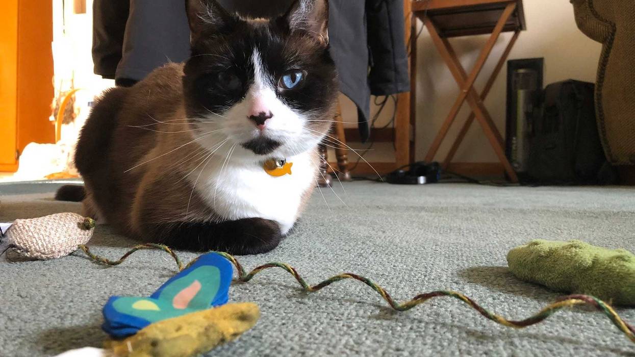 Baggerman's Cat
