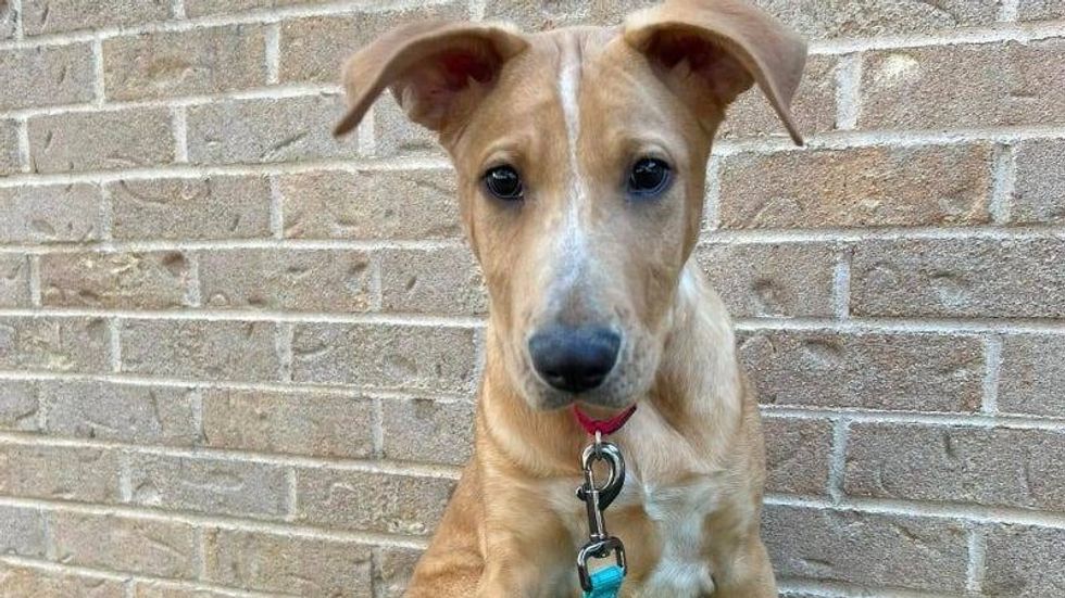 Bailey @ Austin Humane Society