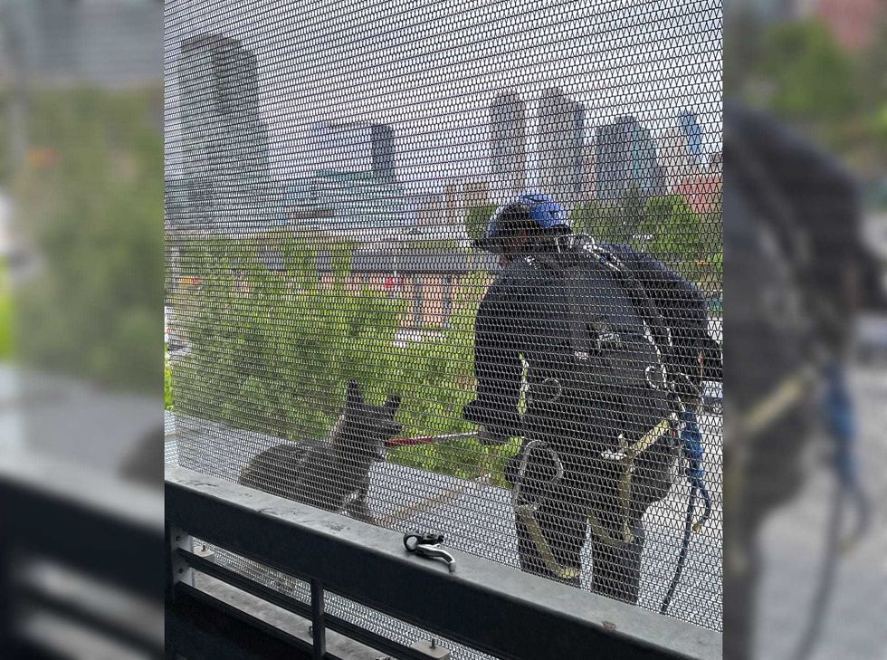 Bailey was collared on a ledge and brought to safety Sunday in Jersey City