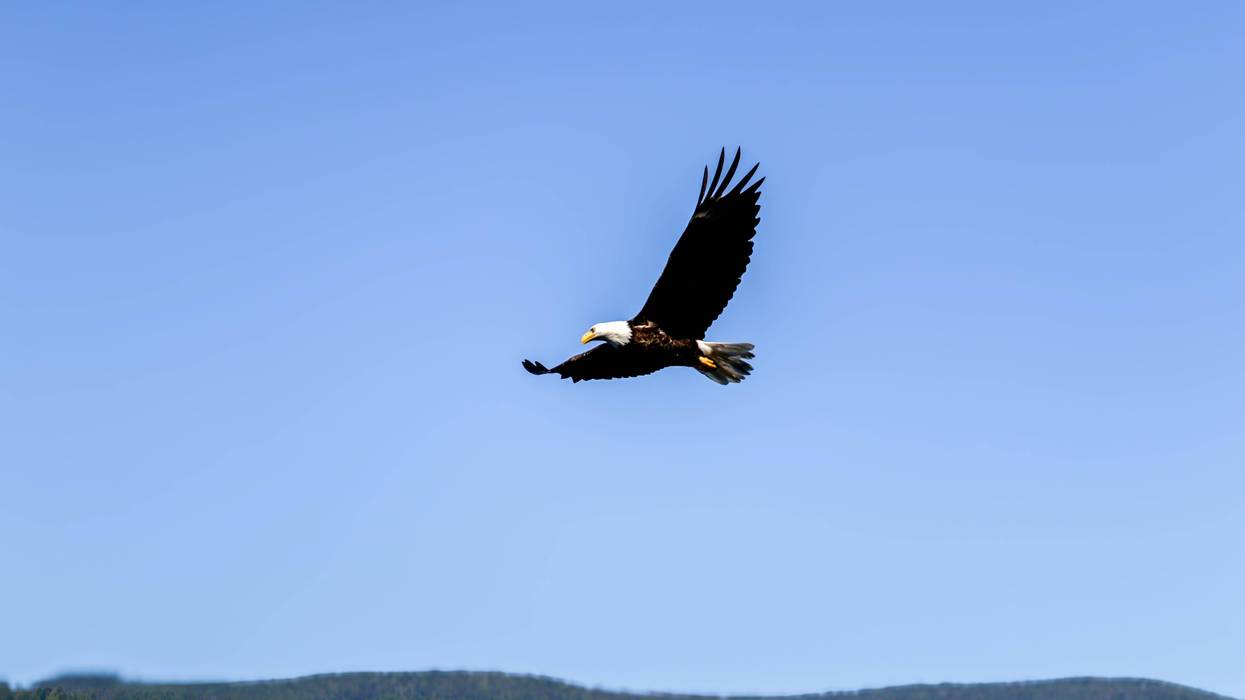 Bald Eagle in flight