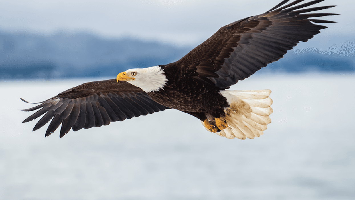 bald eagle in flight