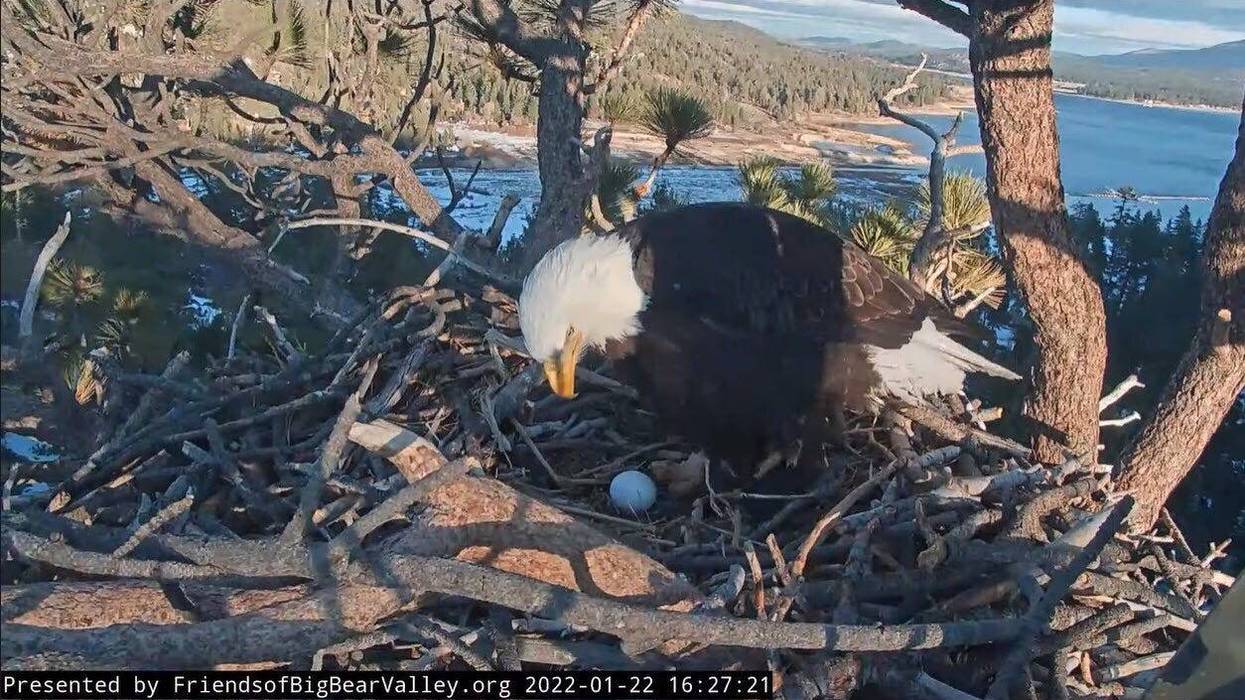 Bald eagle Jackie