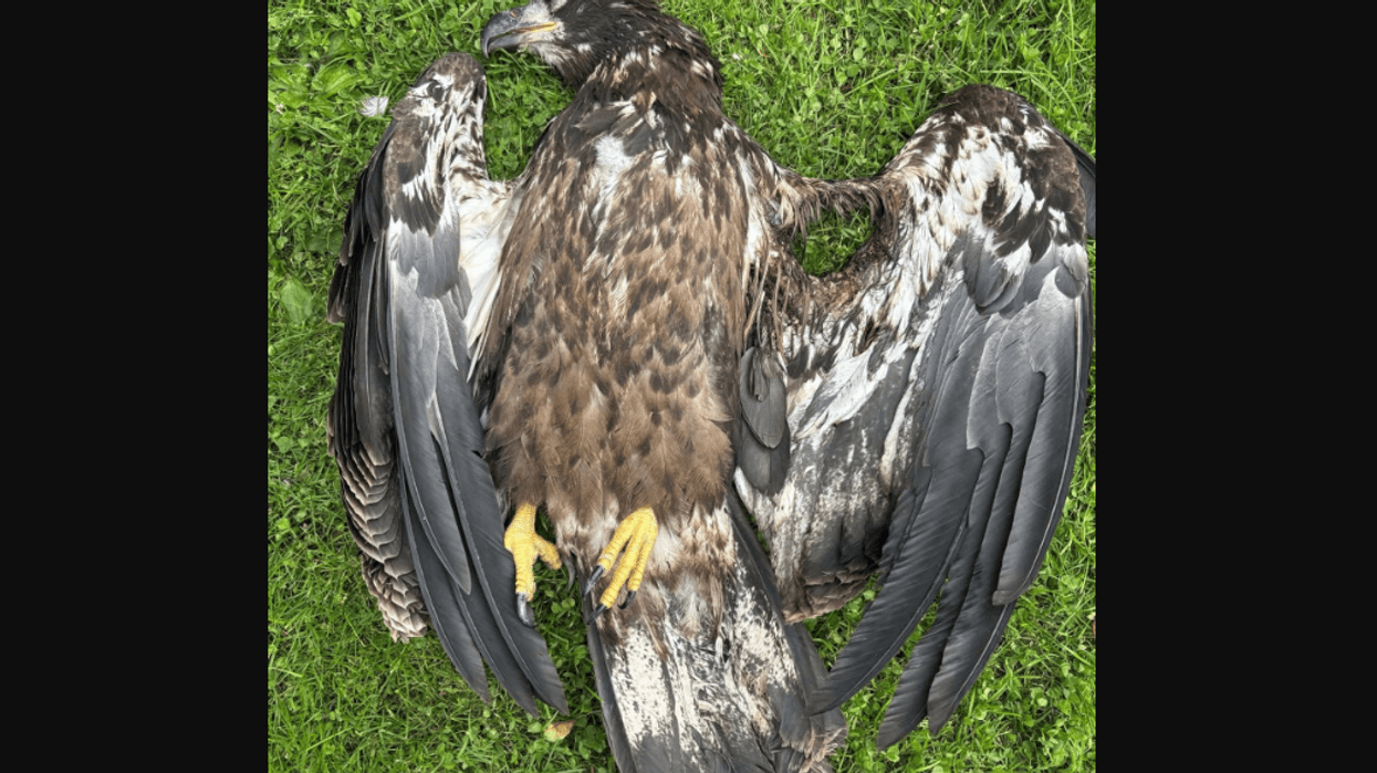 Bald Eagle killed