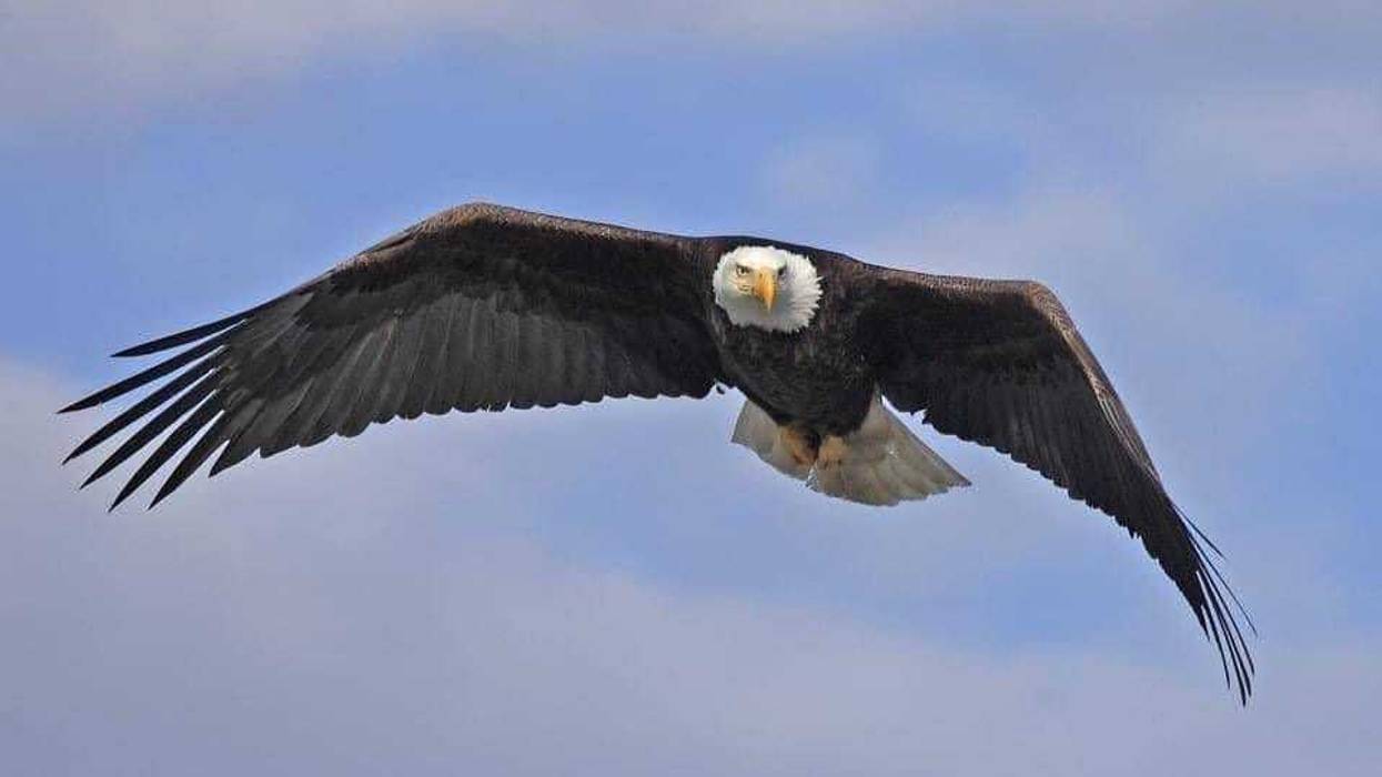 Bald eagle passing through Duluth during Fall migration
