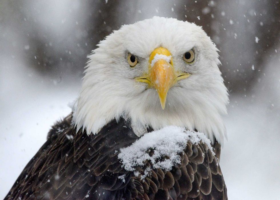 Bald eagle Zeus catches snow on his beak.