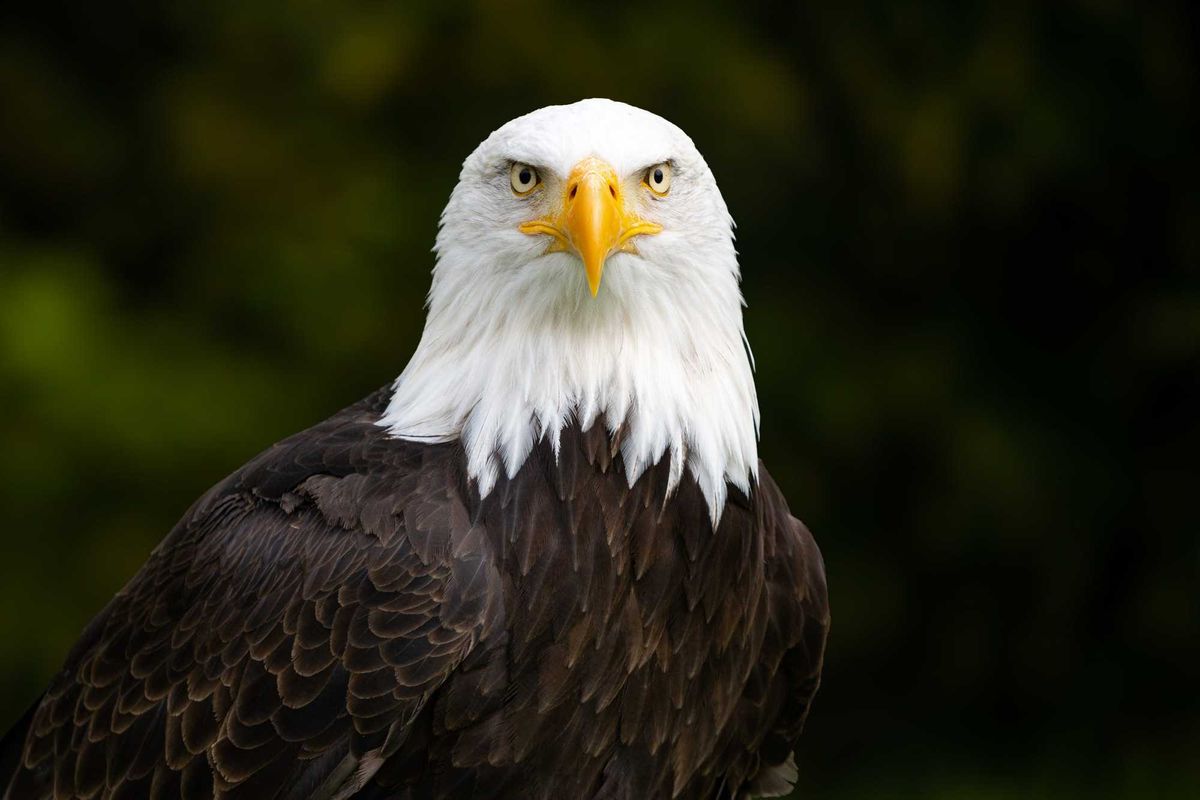 Bald eagle.
