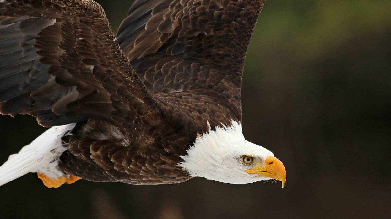 Bald eagle