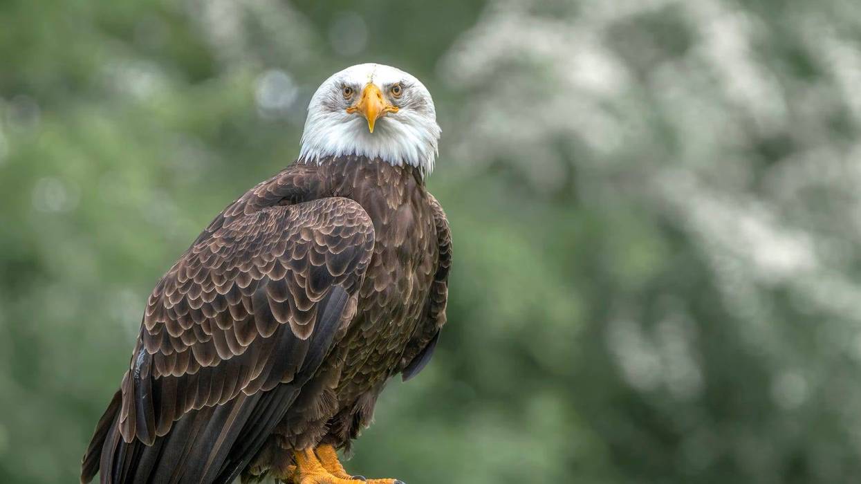 Bald eagle