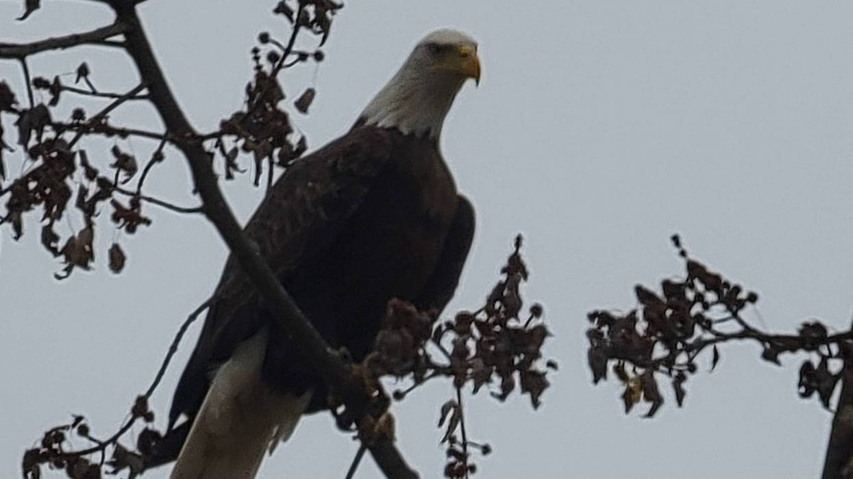 Bald Eagle