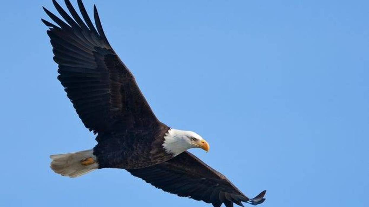bald eagle
