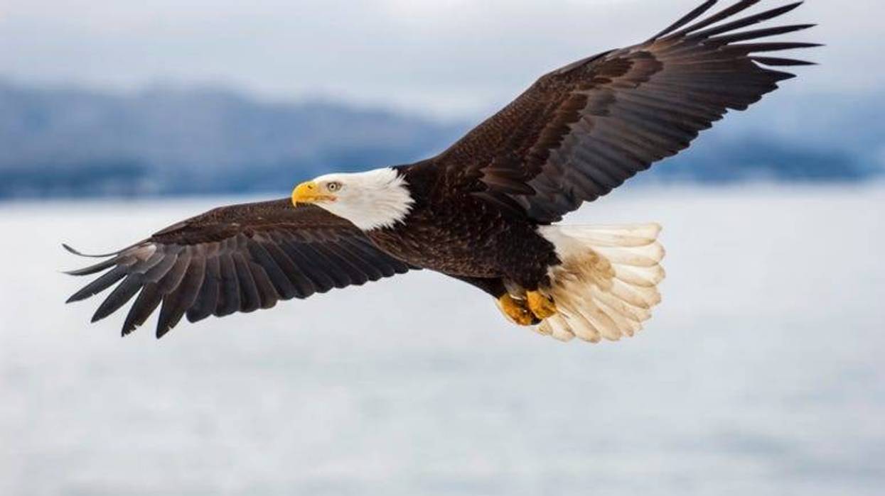 Bald_Eagle