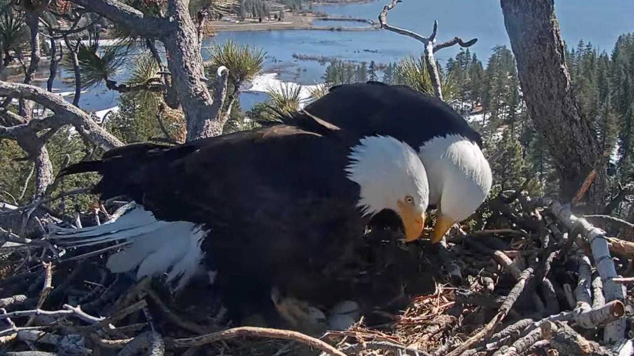 Bald Eagles Hatch Watch
