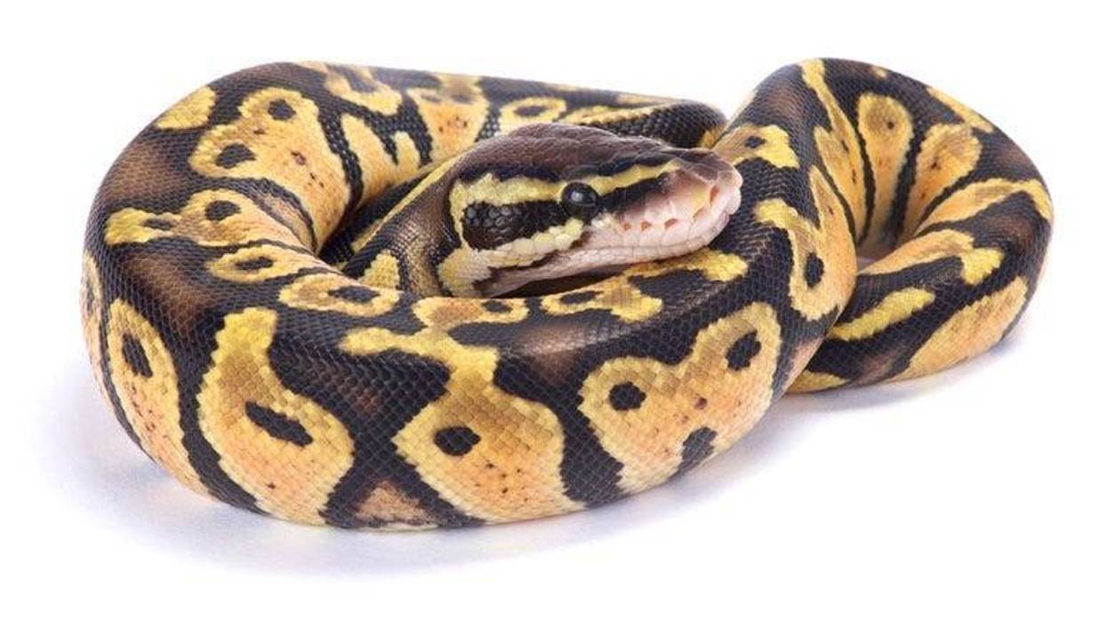 Ball Python