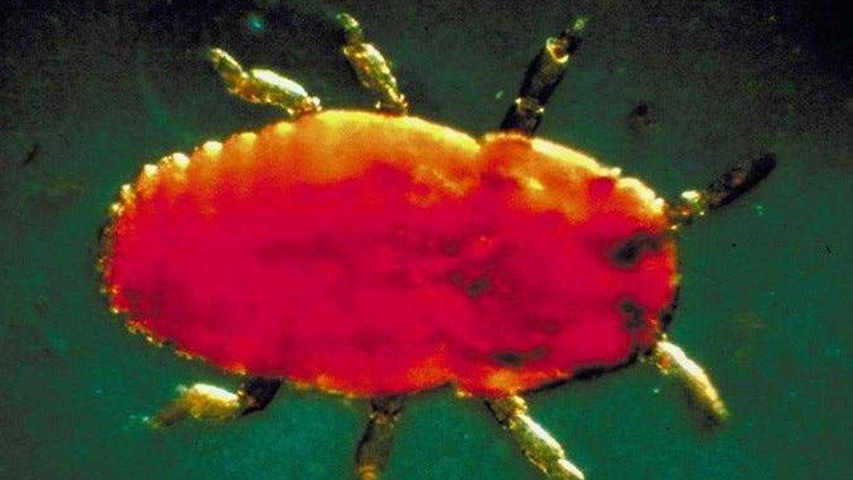 balsam woolly adelgid in Michigan